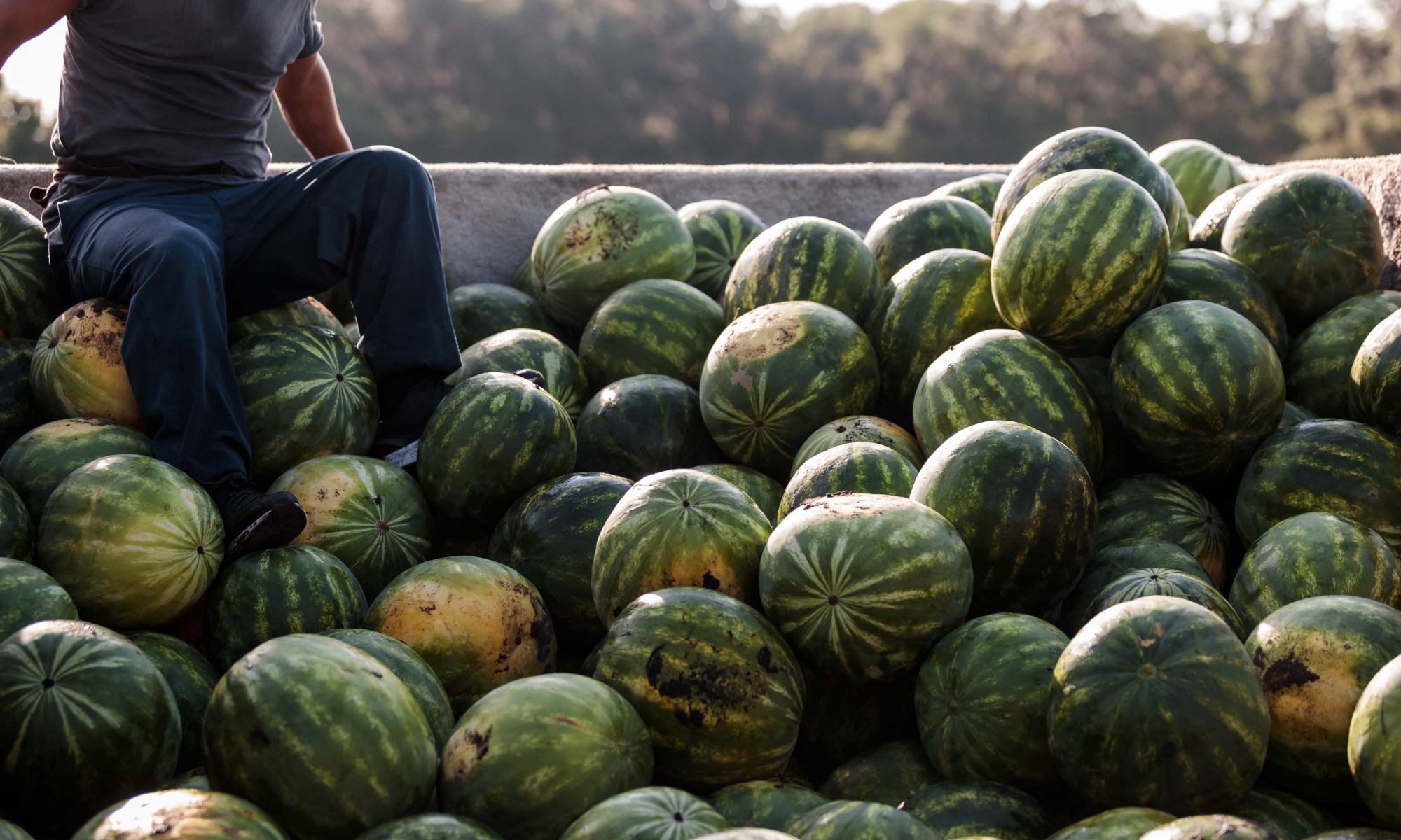 watermelon loaded in bus with worker among watermelon