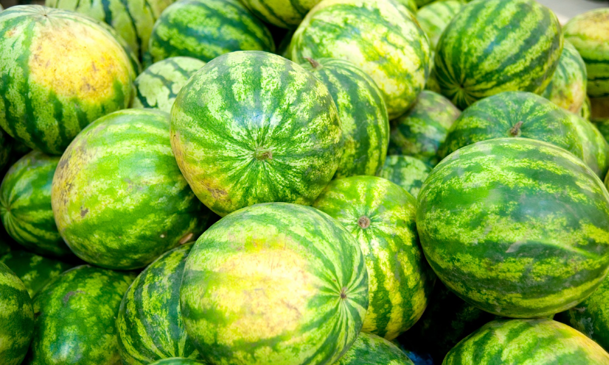 whole watermelon, ground spot, bin full