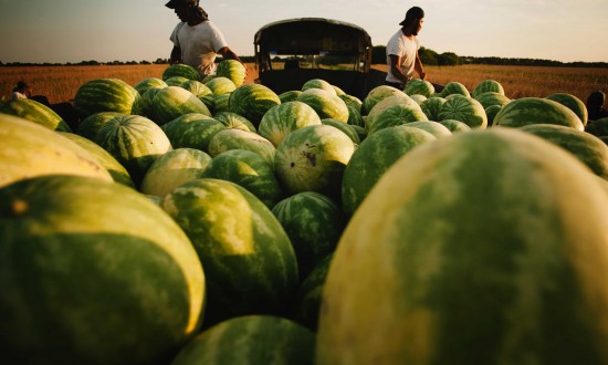 Two watermleon harvesters on truck loaded with watermelon, view of farming filelds