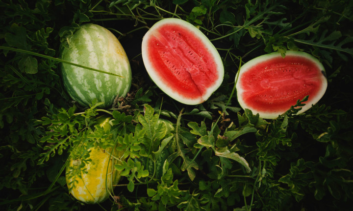 watermelons in field, two whole and one cut in half set in watermelon plants, greenery