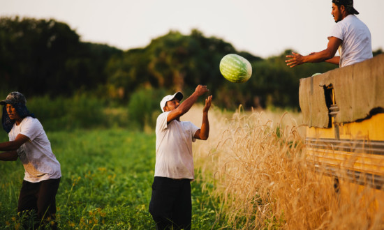 Three watermelon field workers passing watermelon to one in truck, tossing watermelon in air