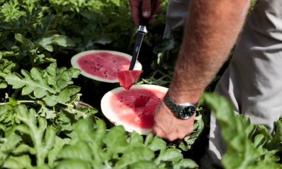 watermelon in the field, cut in half with farmer holding one piece/chunk on a knife