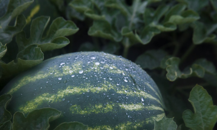 close-up of watermelon in field with foliage, dew on watermelon rind