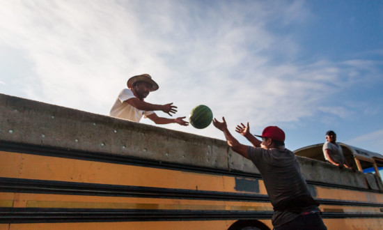 watermelon workers loading watermelon onto bus/truck with one watermelon mid-air