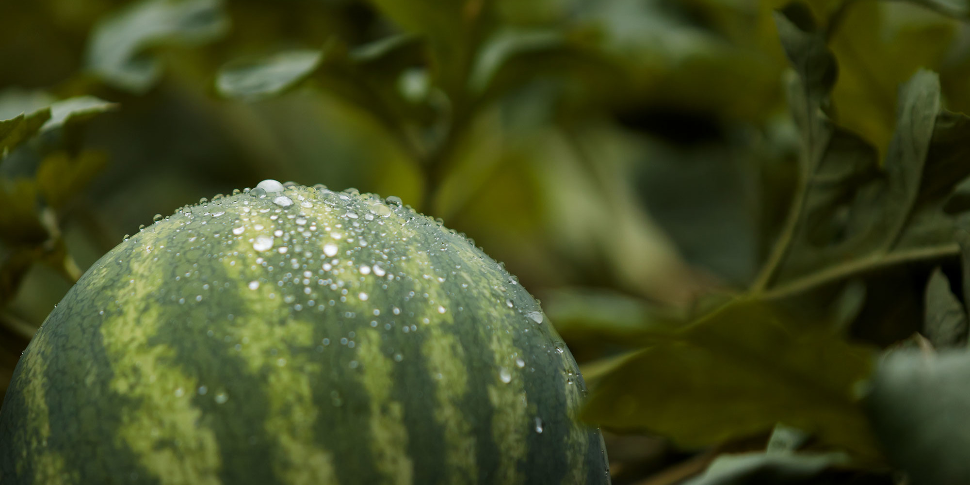 close-up of watermelon on the vine with dew on rind