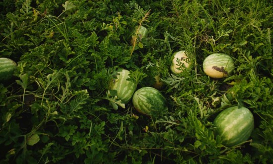 aerial image of watermelon in field
