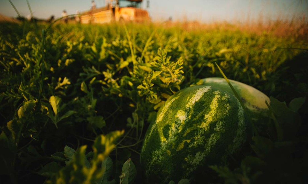 watermelon in field with watermelon packing bus/truck in background