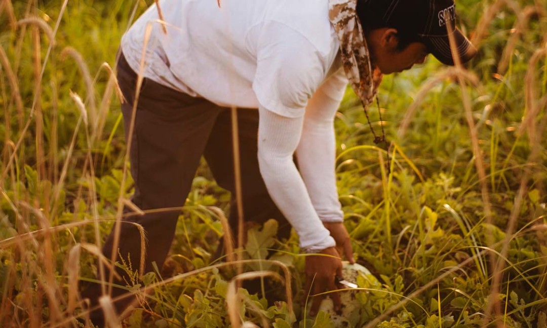 watermelon farm worker in field checking watermelon