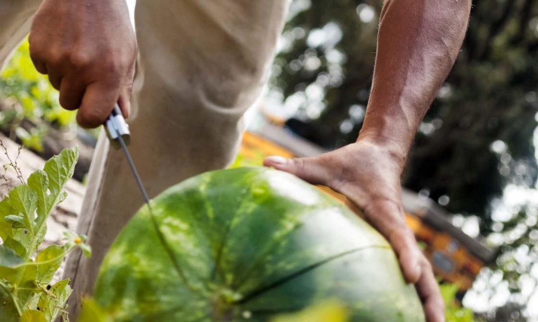 watermelon farm worker cutting into watermelon in field