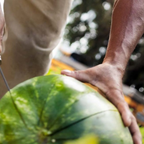 watermelon farm worker cutting into watermelon in field