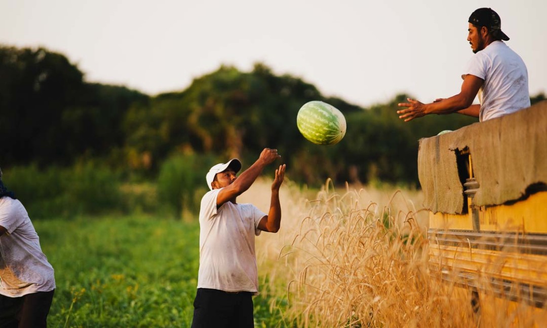 watermelon in the field, passing watermelon to worker in bus/truck