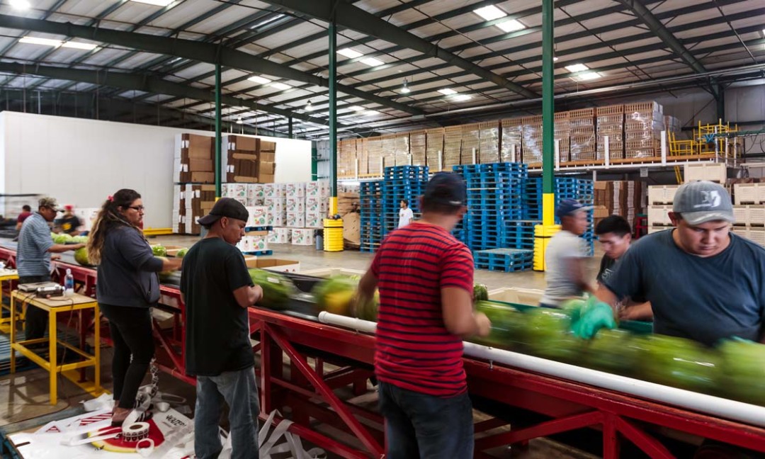 watermelon shed, assembly line with watermelon on conveyer belt