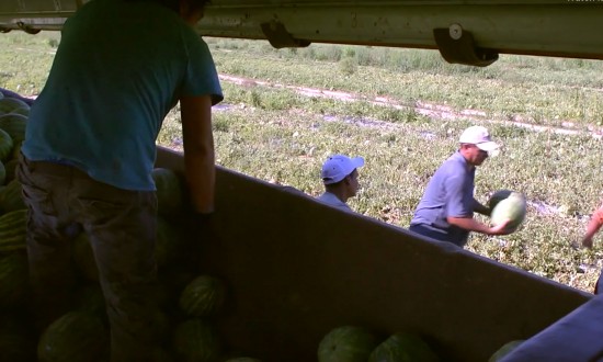 Watermelon farm workers, view from inside of bus/truck with workers on side and one in bus/truck