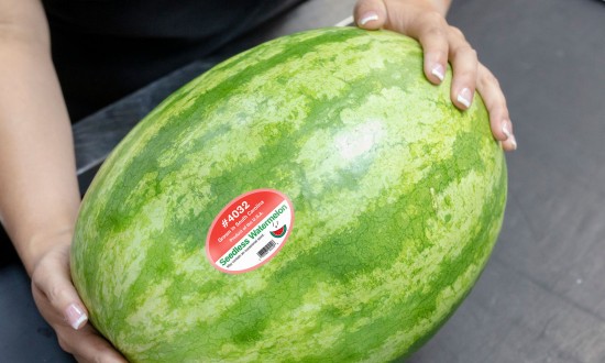 PLU-watermelon. Person (hands only) holding watermelon with PLU sticker, on conveyer belt at grocery store