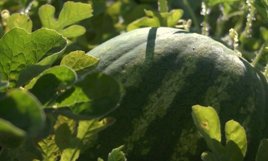 close-up of watermelon on vine - beauty shot