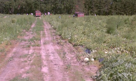 wide-view shot of watermelon field with workers by two busses/trucks, loading