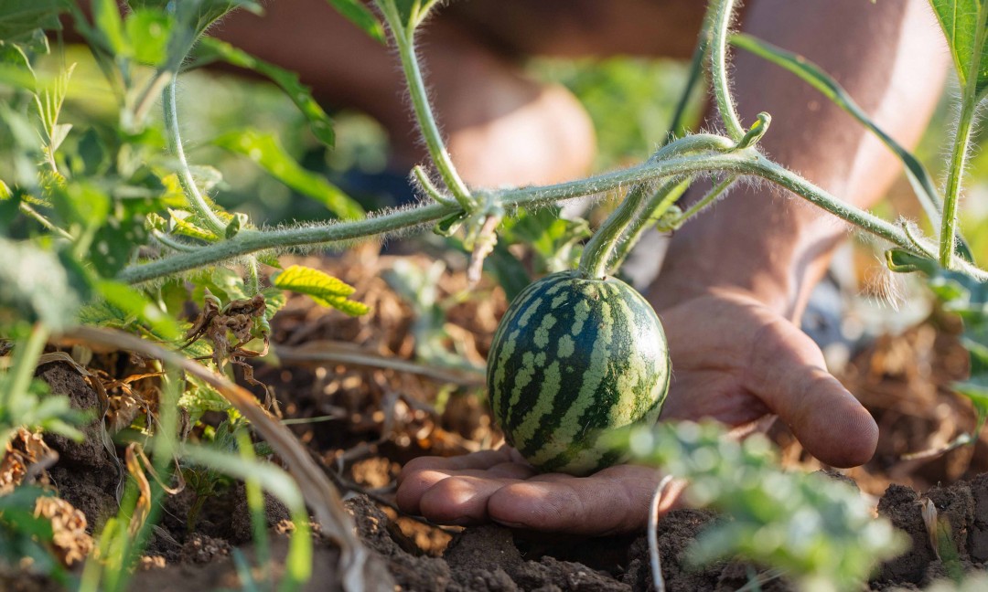 close-up of small green striped watermelon on the vine, premature