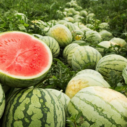 watermelon in field, low-view photo with one half cut open, bright red flesh