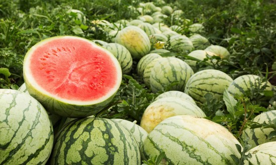 watermelon in field, low-view photo with one half cut open, bright red flesh