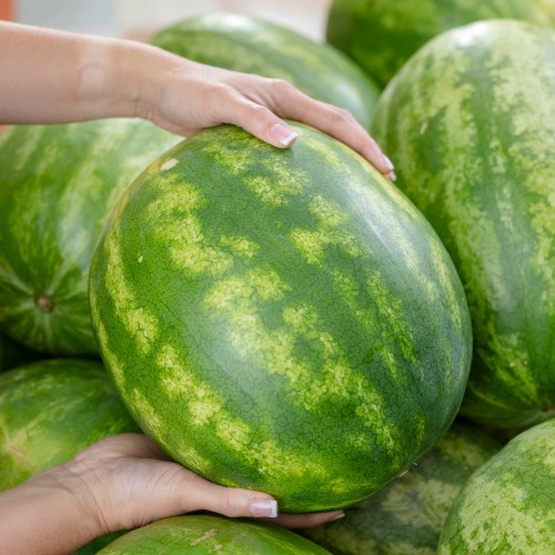 close-up of watermelons in bin, two hands holding one watermelon for picture