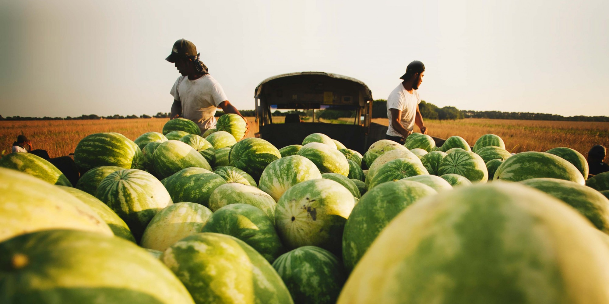 Farm workers in watermelon field behind bus/truck loaded with fresh picked watermelon