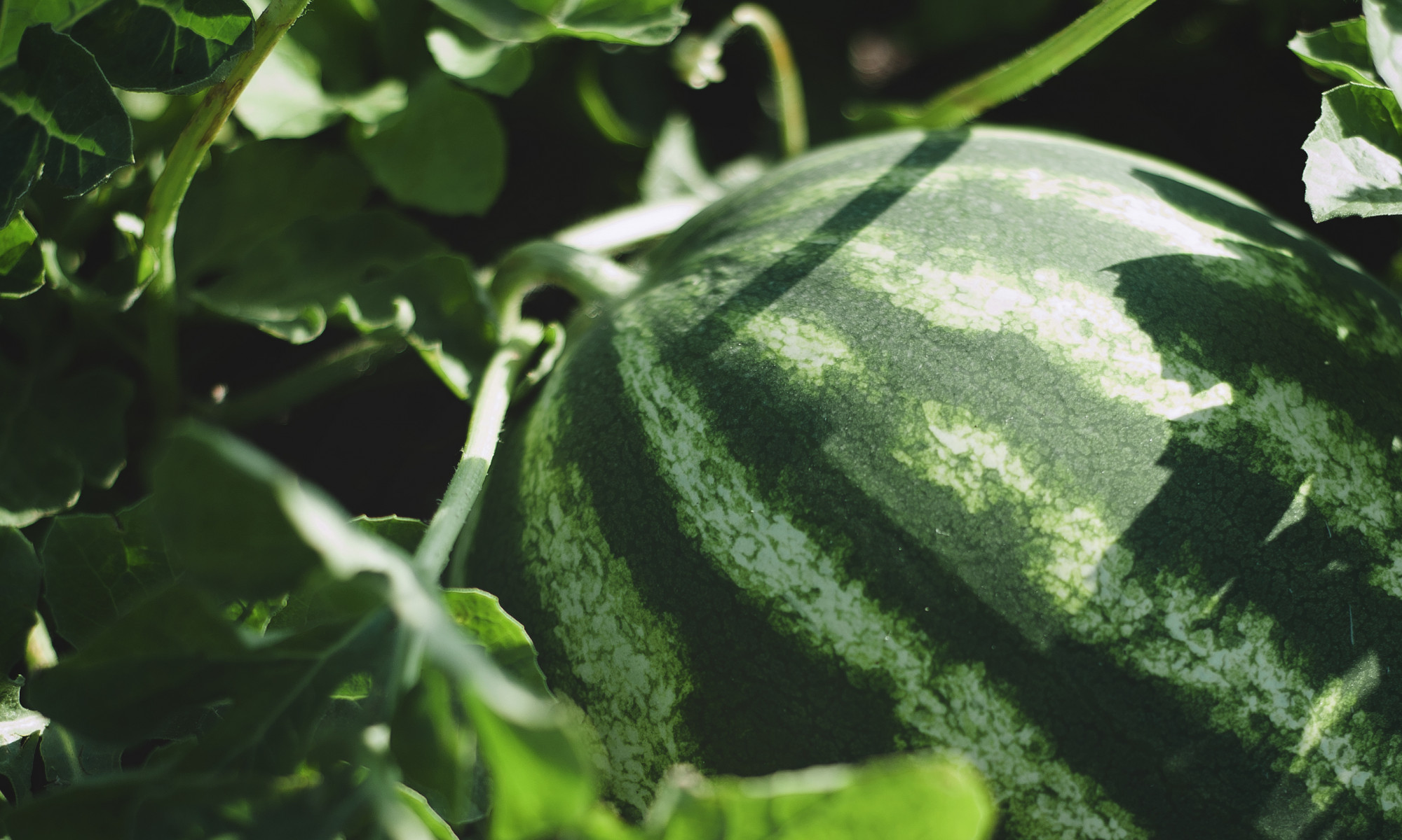 watermelon/plant close up picture