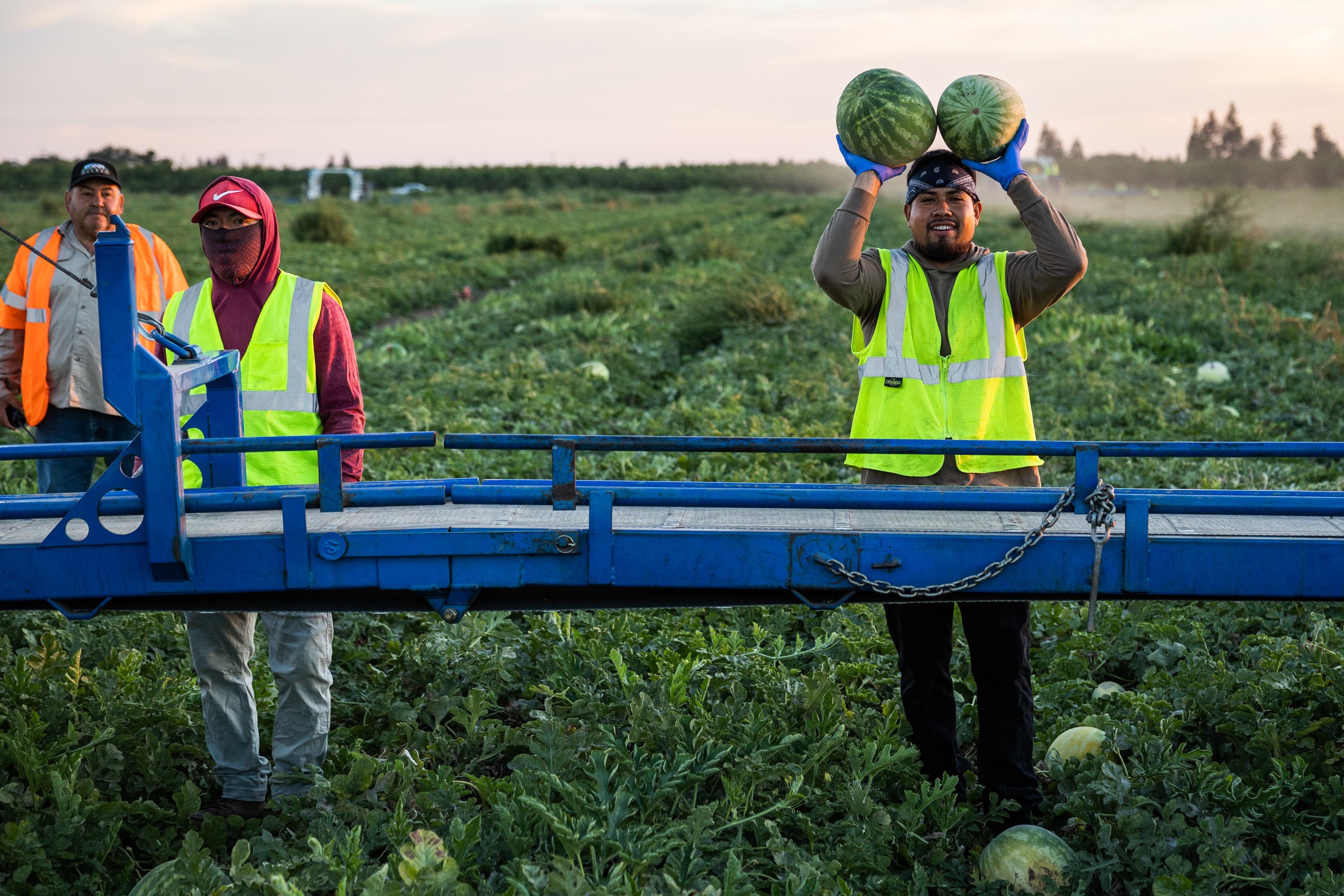 California Watermelon Field